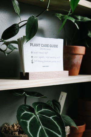 Plant Care Guide Card Set + Holder | MAKE IT SLOW