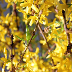Forsythia Branch Bunch