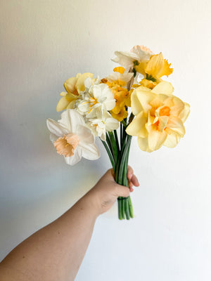 Mixed Daffodil Bunch