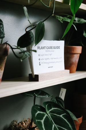 Plant Care Guide Card Set + Holder | MAKE IT SLOW