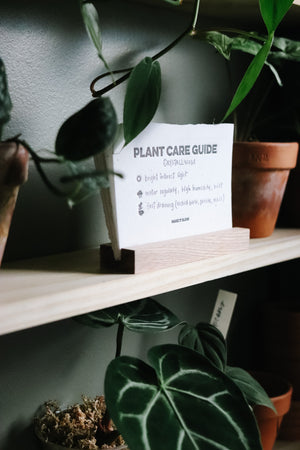 Plant Care Guide Card Set + Holder | MAKE IT SLOW