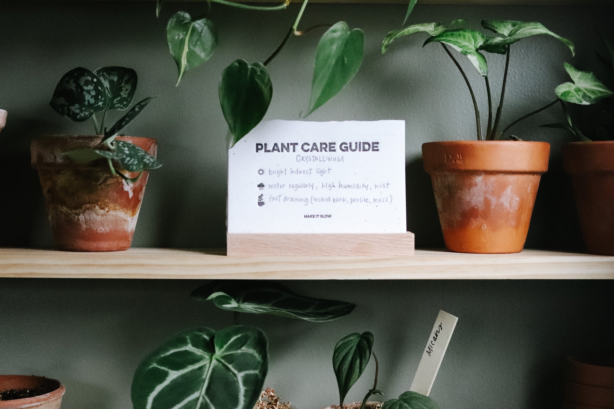 Plant Care Guide Card Set + Holder | MAKE IT SLOW