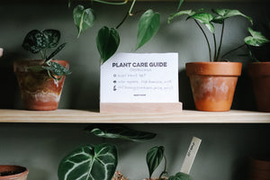 Plant Care Guide Card Set + Holder | MAKE IT SLOW